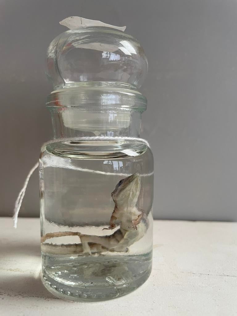 Goudstofdaggekko op sterkwater, Verzamelen, Dierenverzamelingen, Ophalen of Verzenden, Nieuw, Reptiel of Amfibie, Overige typen