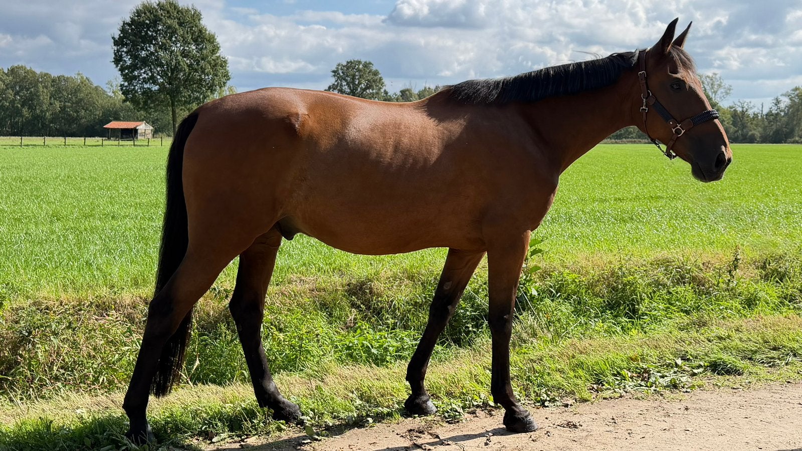 Recreatief paard zoekt fijne nieuwe thuis, 11 ans ou plus, Ne s'applique pas, Cheval de récréation, Hongre