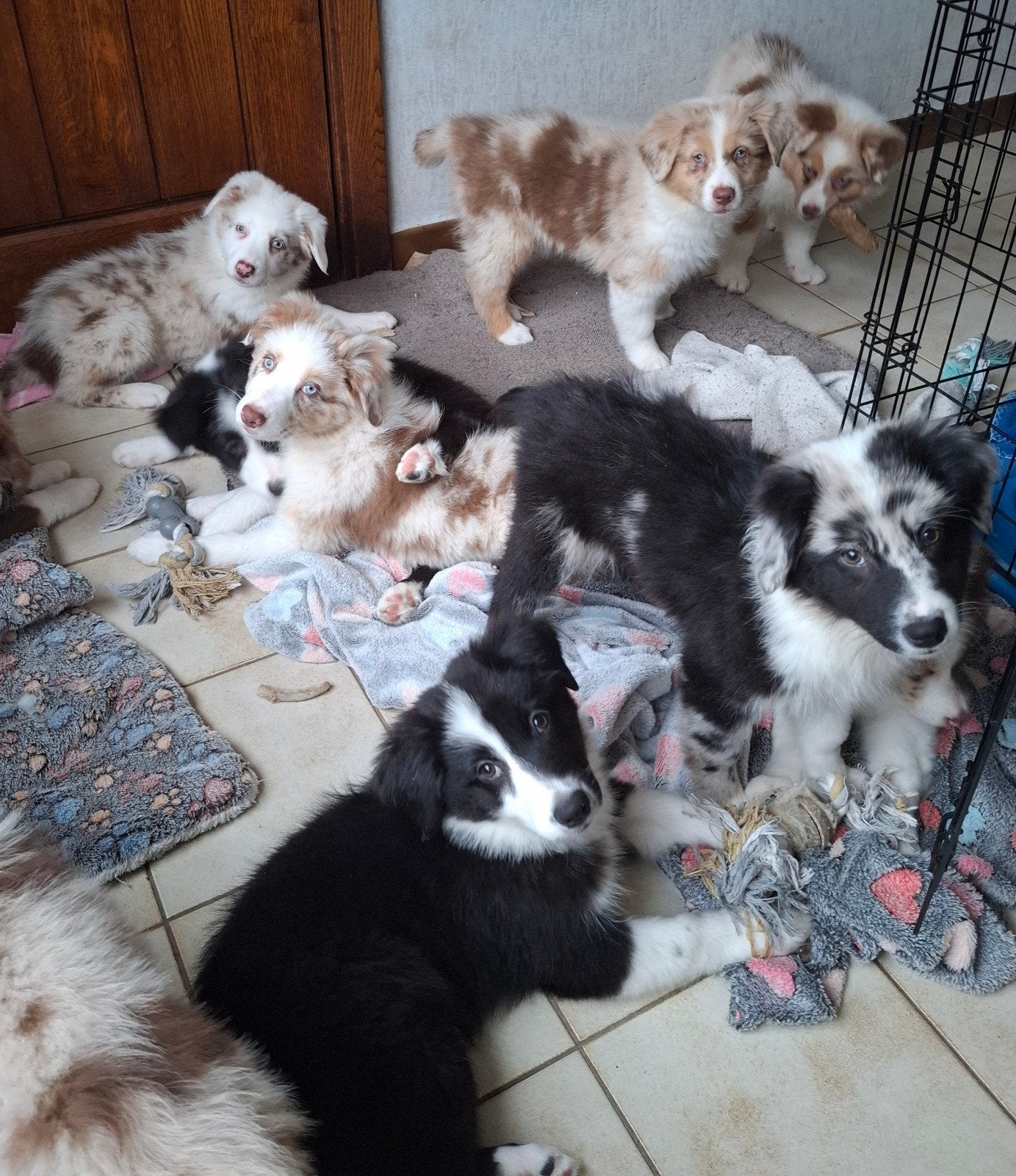Leuke Australische Herder pups op boerderij ouders aanwezig, Dieren en Toebehoren, België, CDV (hondenziekte), 8 tot 15 weken