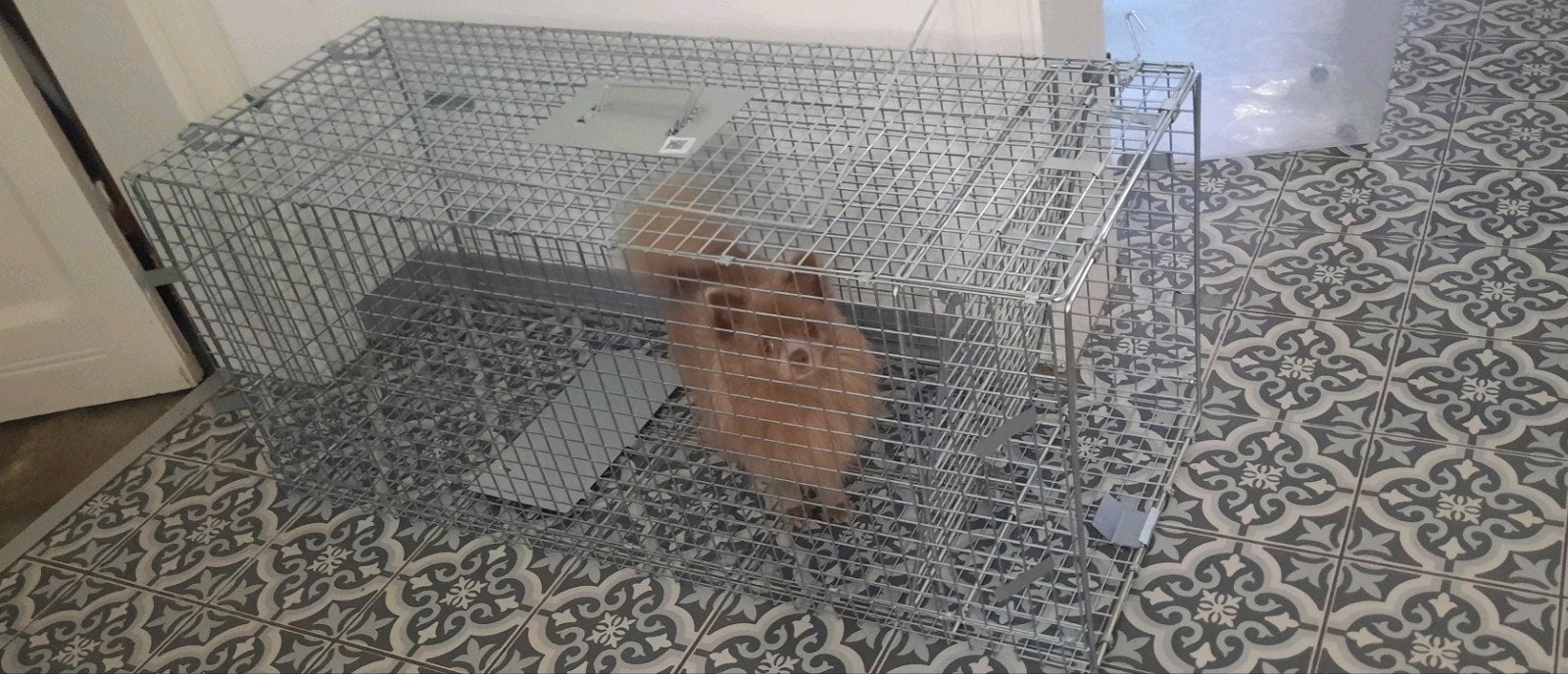 Cage pour grands félins, petits chiens, renards, parasites,, Animaux & Accessoires, Enlèvement ou Envoi, Neuf