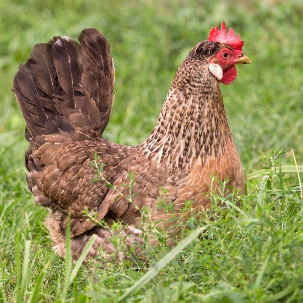 Cream legbar, Dieren en Toebehoren, Pluimvee, Kip, Vrouwelijk