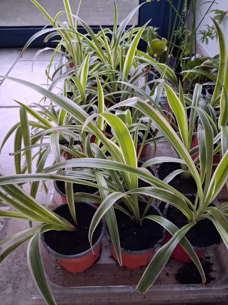 Kamerplant: graslelie, Enlèvement