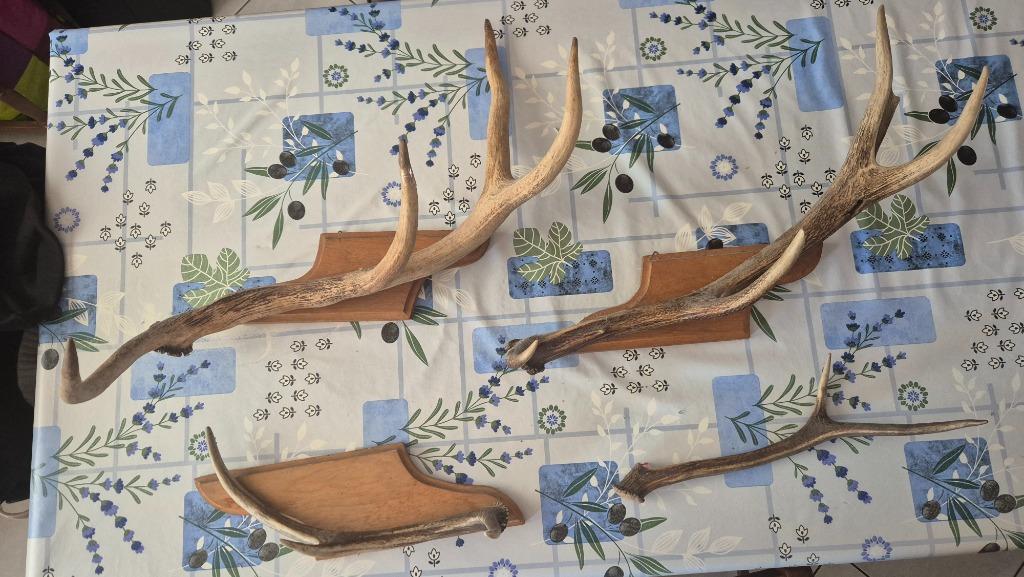 Cornes de Cerfs, Enlèvement