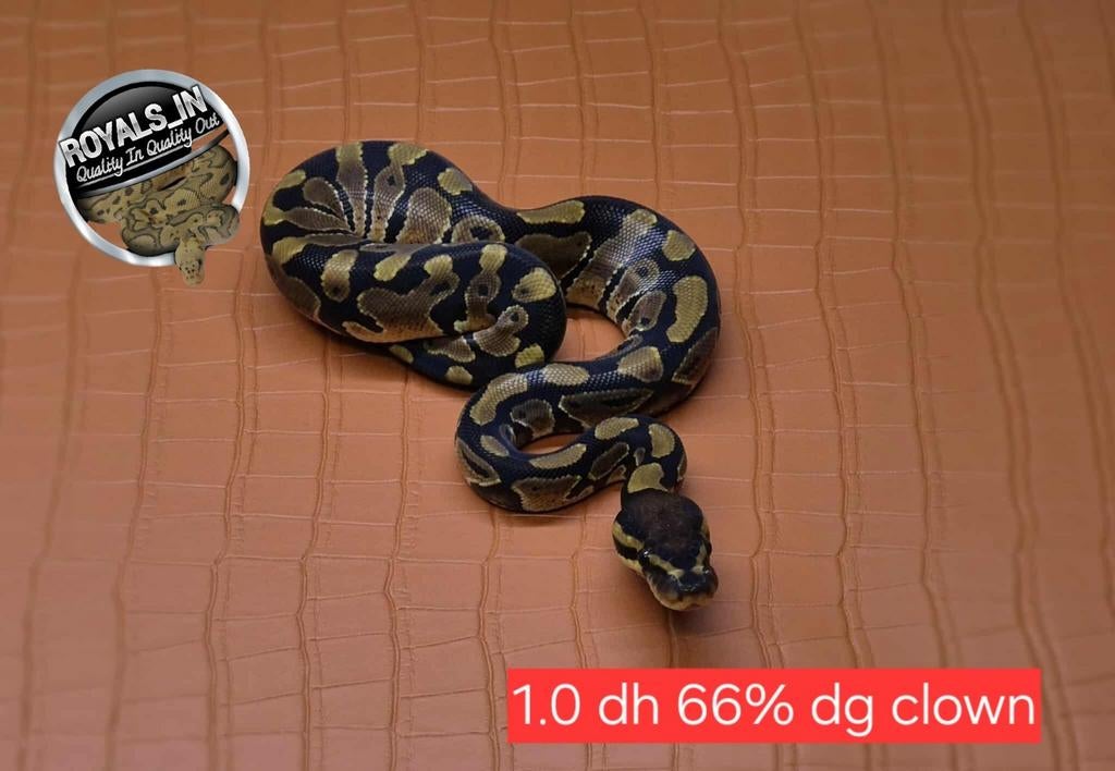 Ball python/python regius/konings python, Dieren en Toebehoren, Reptielen en Amfibieën
