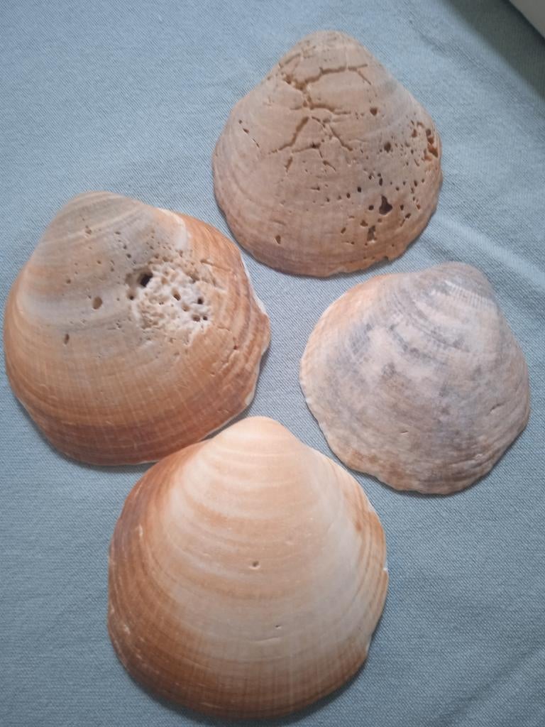 Oude, prehistorische schelpen, Verzamelen, Ophalen of Verzenden, Schelp(en)