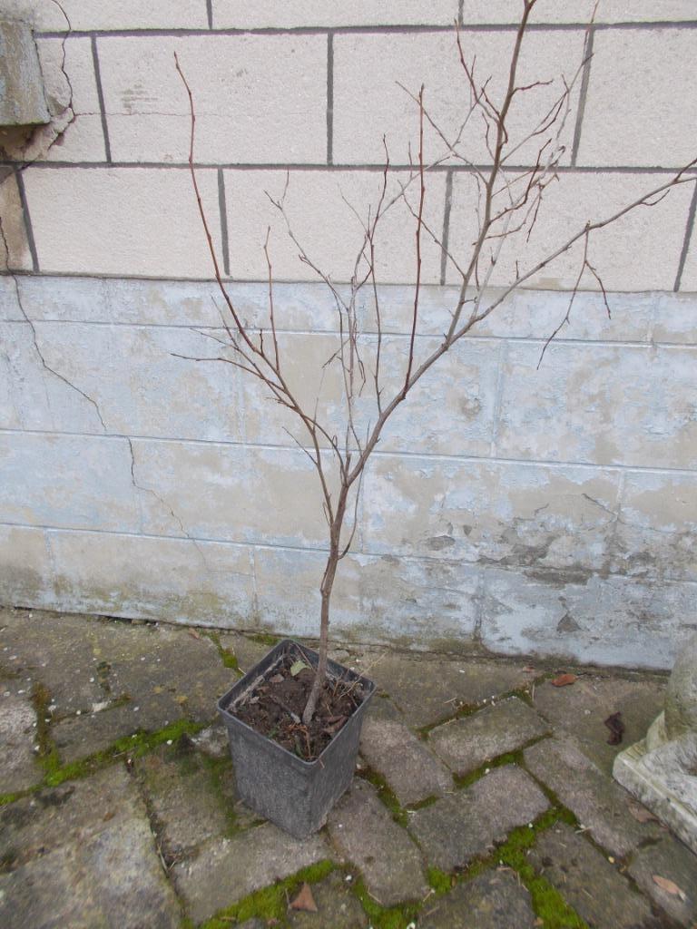 pruimenboom (Prunes des Burettes) oude zelfbestuivende varië, Tuin en Terras, Ophalen, Lente, Volle zon, 250 tot 400 cm