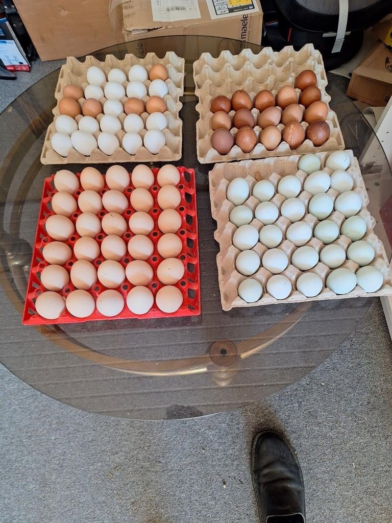 Œufs à éclore d'Australorp. Crème facile à utiliser. Plage d, Enlèvement