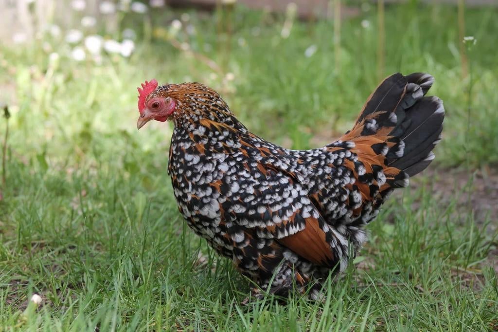 Sabelpootkrielen kippen jonge hennen beschikbaar, Dieren en Toebehoren, Pluimvee, Vrouwelijk, Kip