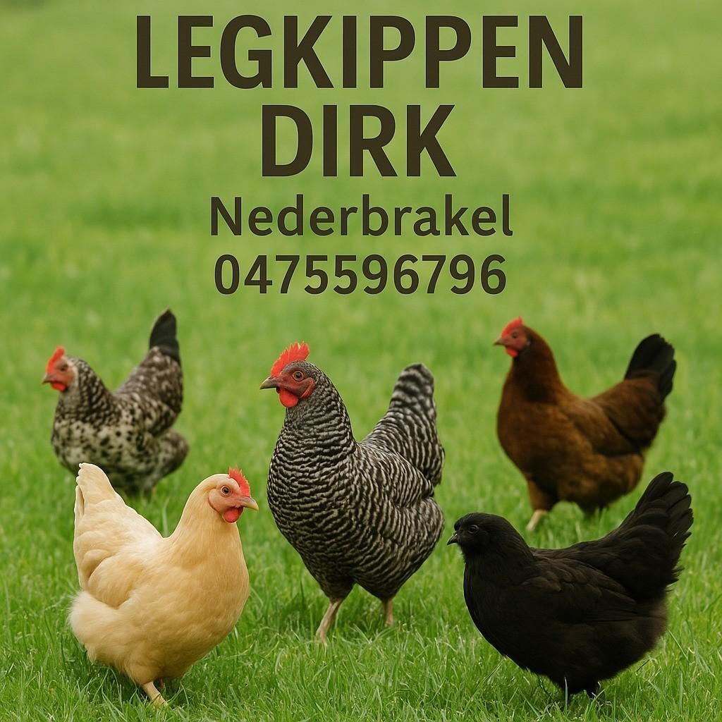 Poules pondeuses Brakel