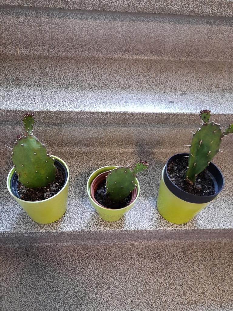 Cactus.5€pcs., Enlèvement, Cactus