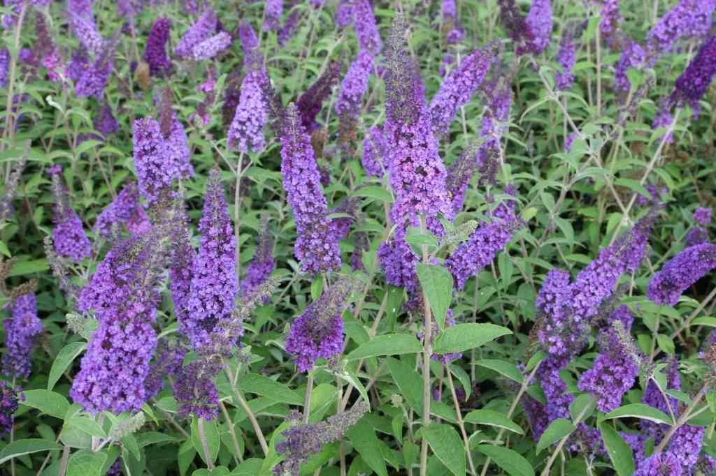 Vlinderstruik - Buddleja davidii 'Pink Delight, Tuin en Terras, Planten | Tuinplanten, Ophalen