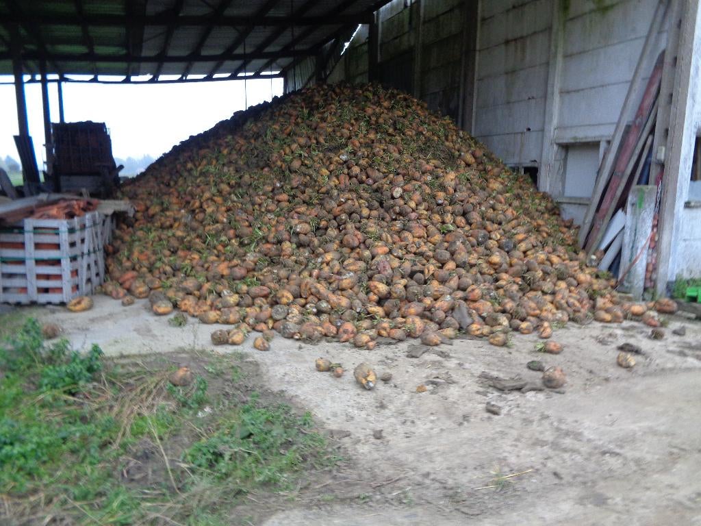 voederbieten, Ophalen