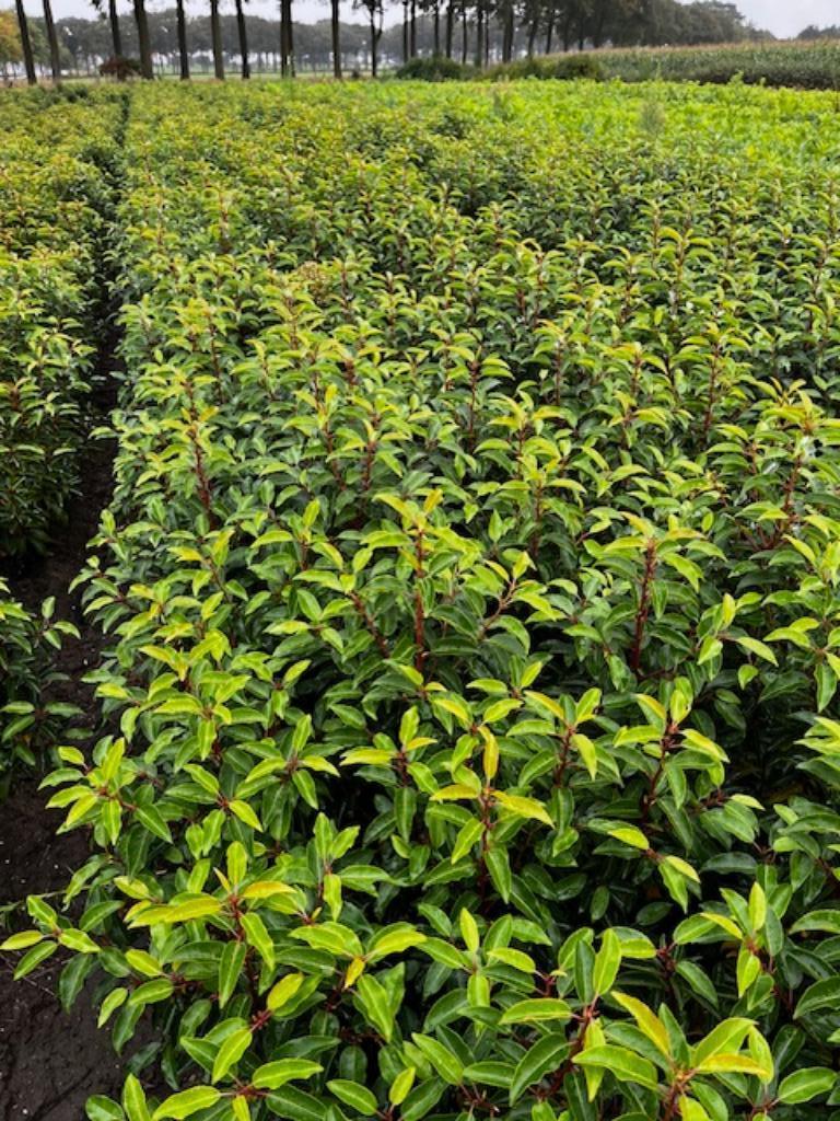 Portugese laurier, haagplanten, bladhoudend, Tuin en Terras, Ophalen, Laurier, Haag