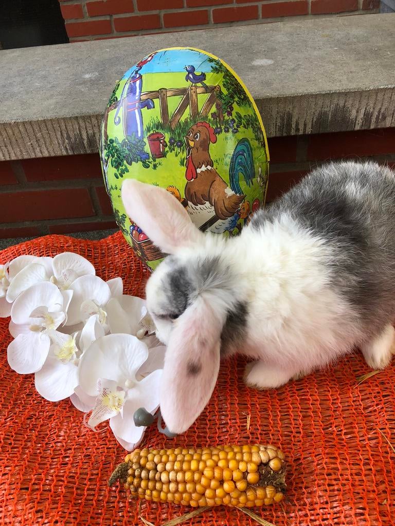 Mooie konijnen konijntjes Hangoortjes konijn, Dieren en Toebehoren, Konijnen, Meerdere dieren, Dwerg, Hangoor, 0 tot 2 jaar