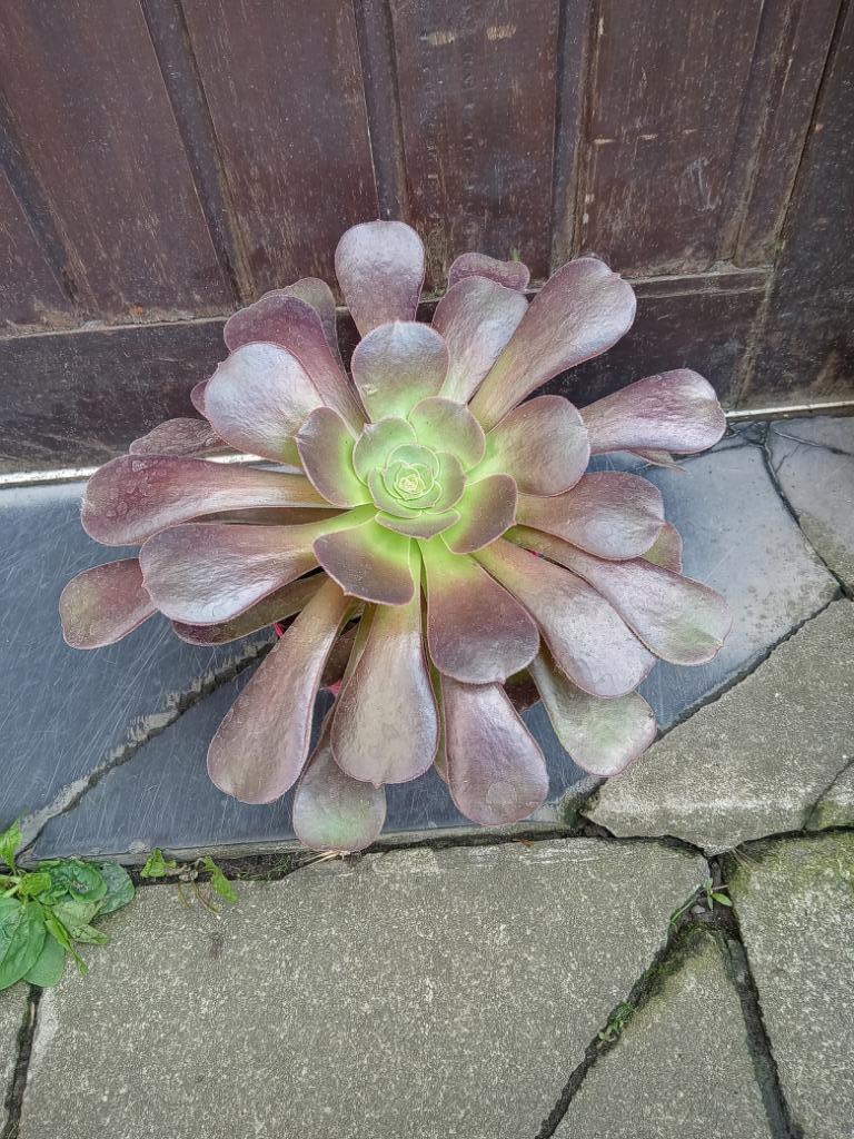 Aeonium, Huis en Inrichting, Kamerplanten, Ophalen, Vetplant, In pot, Minder dan 100 cm