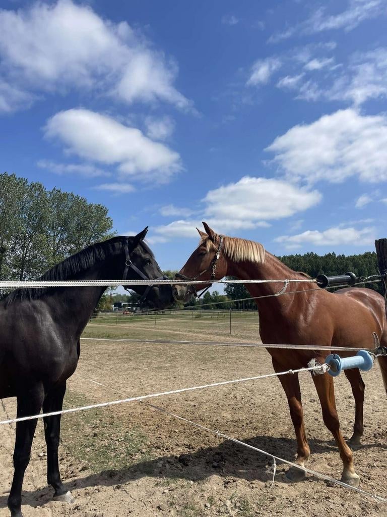 Zadelmak maken en trainen van paarden, Dieren en Toebehoren, Ophalen