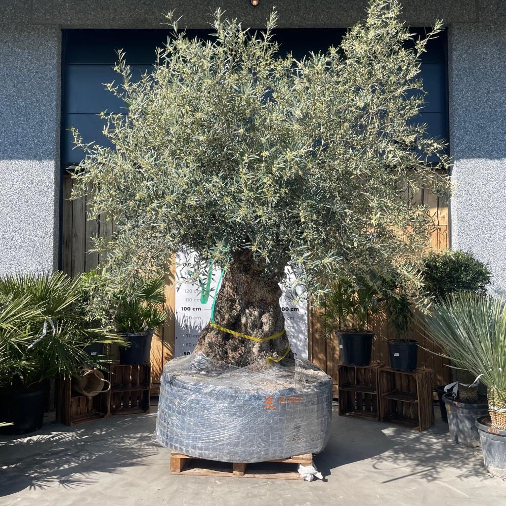 MEGA Olijfbomen, Tuin en Terras, Planten | Bomen, Ophalen