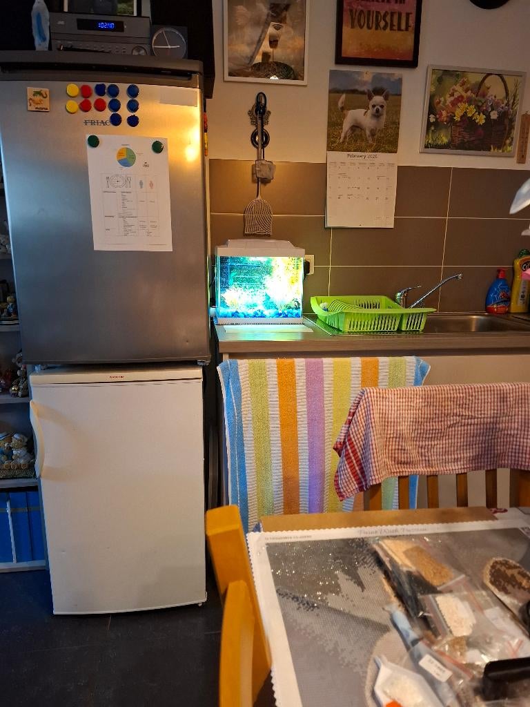 Acuarium klein met 10 gupies, Dieren en Toebehoren, Vissen | Aquariumvissen, Vis, Zoetwatervis, Schoolvis