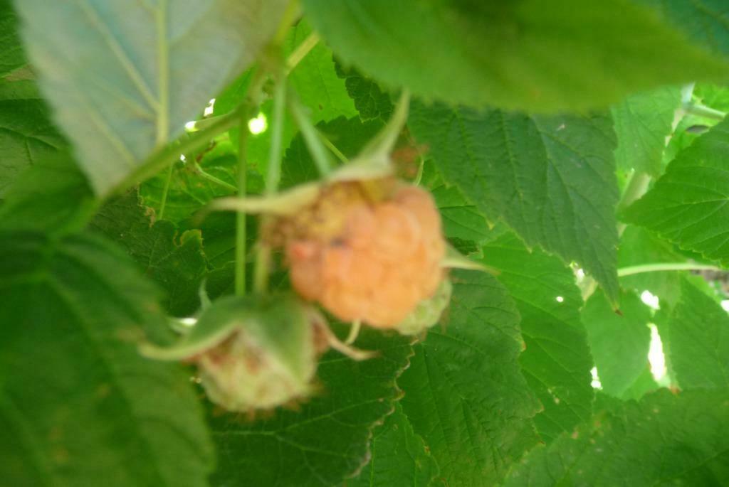 Framboos plantje - gele frambozen, Volle zon, Vaste plant, Ophalen of Verzenden, Zomer