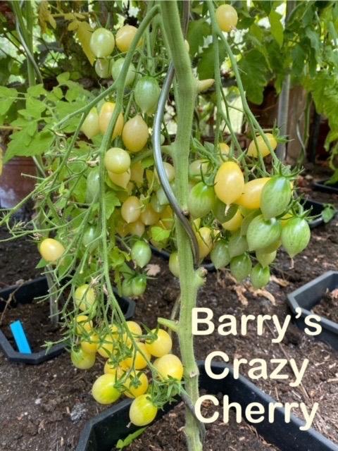 3) grote sortering zaden van bijzondere tomaten., Tuin en Terras, Verzenden, Voorjaar, Volle zon, Zaad