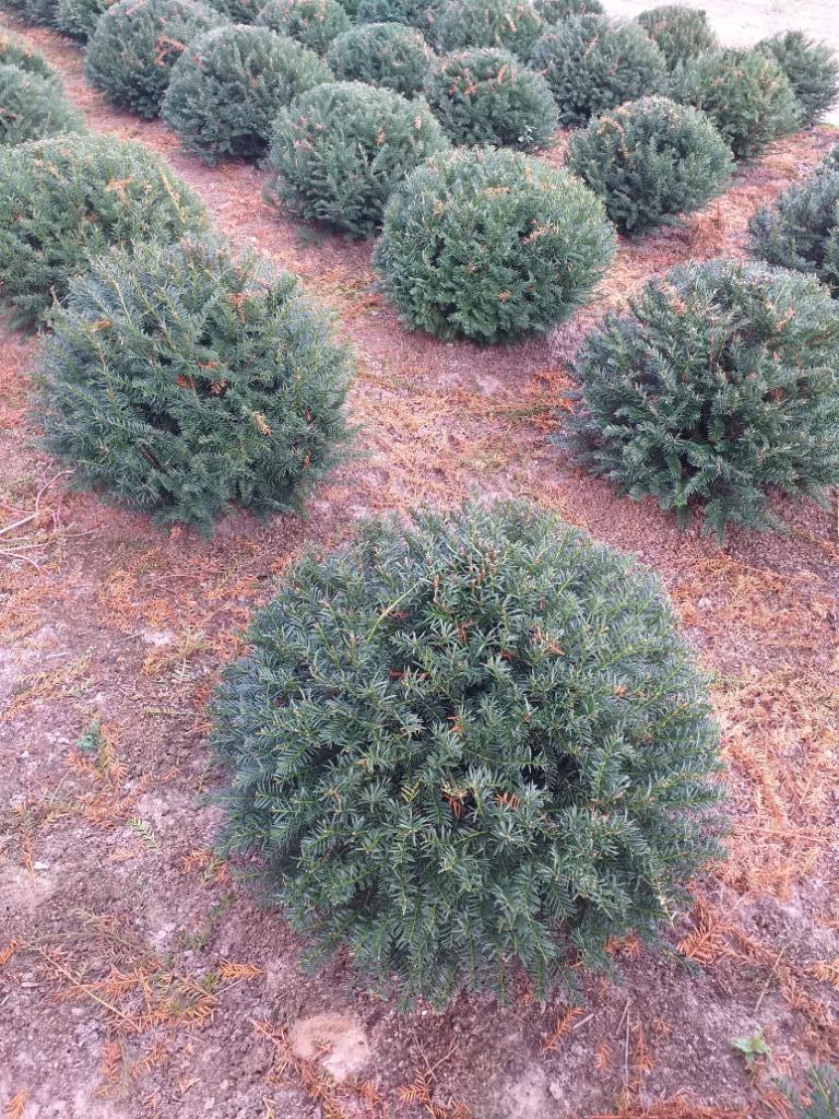 Taxus bol, Tuin en Terras, Planten | Struiken en Hagen, Taxus, Ophalen
