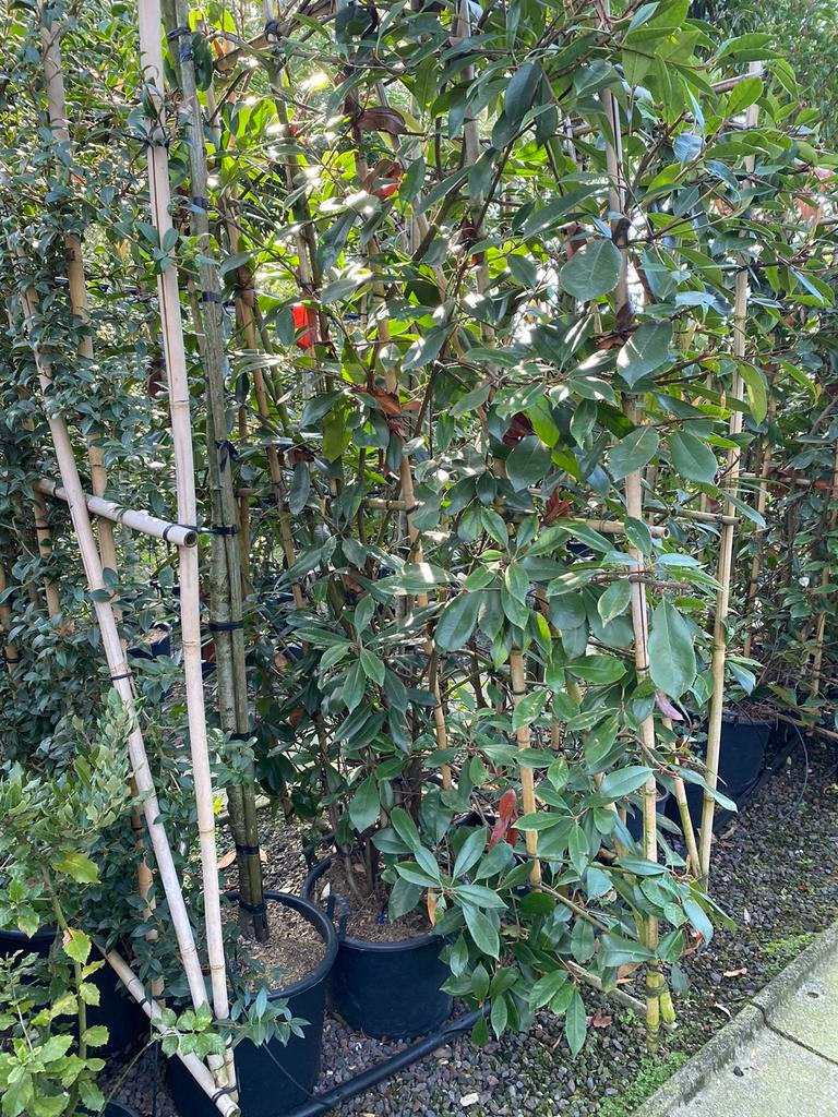 Photinia fraseri 'Red Robin'. Leiscreens met bamboescherm