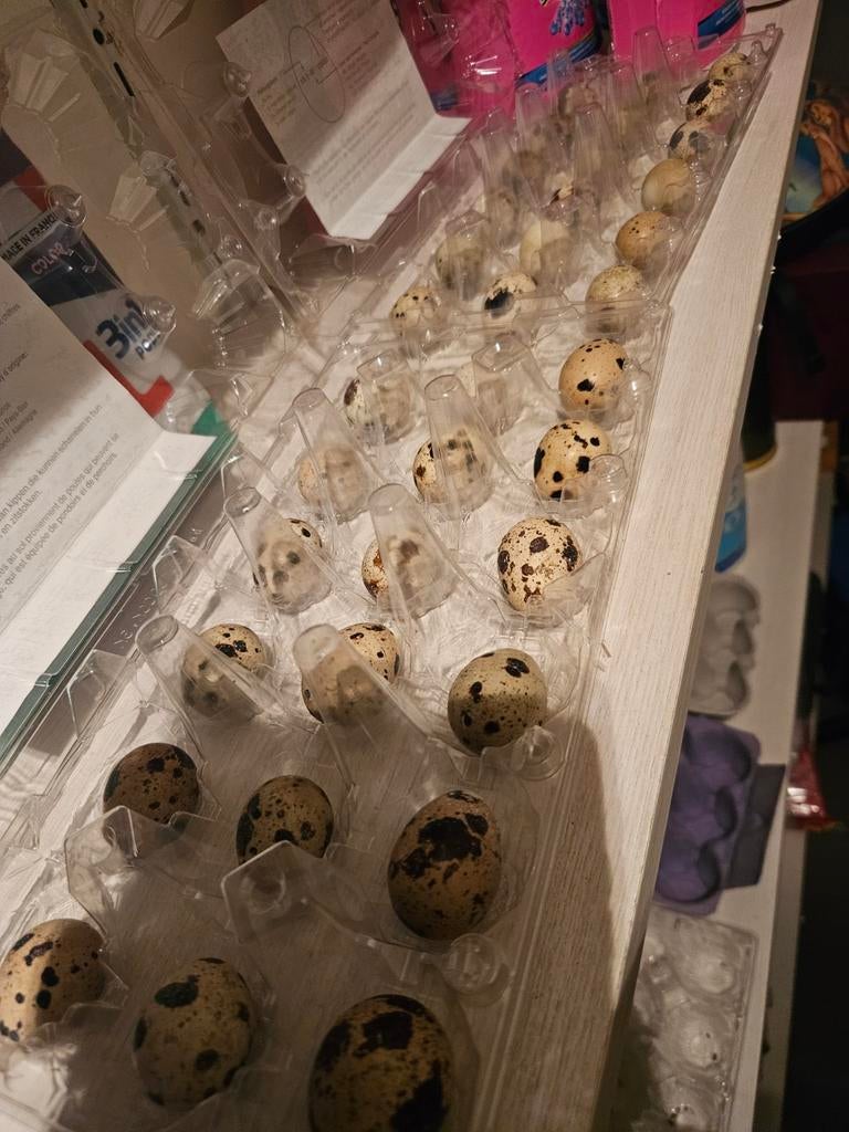 Broedeiren Japanse kwartels, Dieren en Toebehoren, Pluimvee