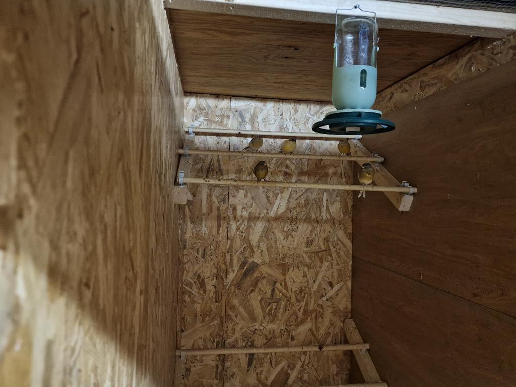 kanarie, Dieren en Toebehoren, Vogels | Kanaries, Meerdere dieren, Kleurkanarie