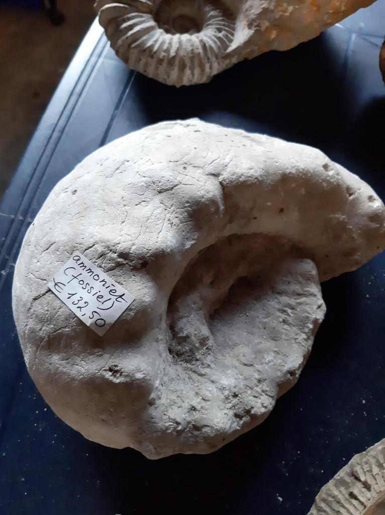 Ammonite... fossile..., Enlèvement, Fossile