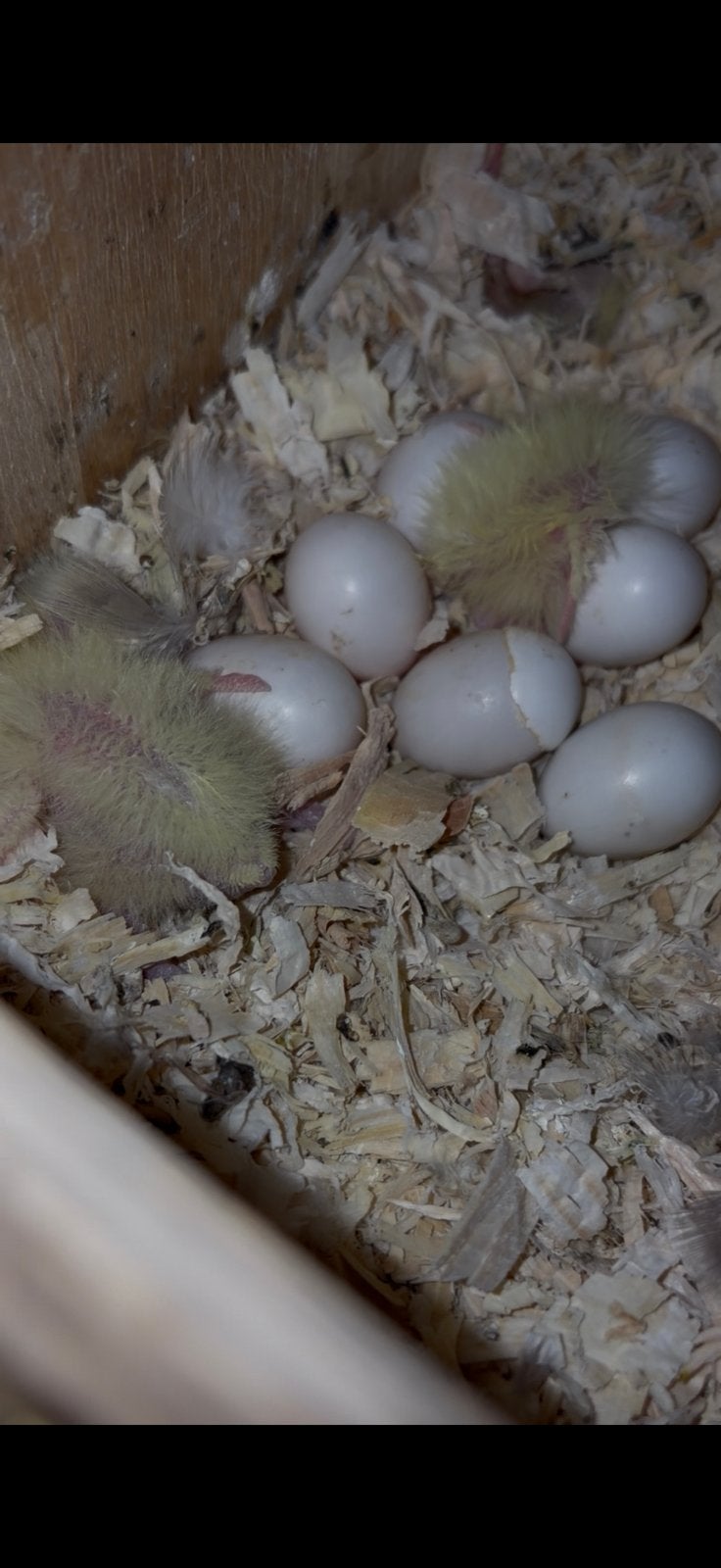2 x baby valkparkieten, Dieren en Toebehoren