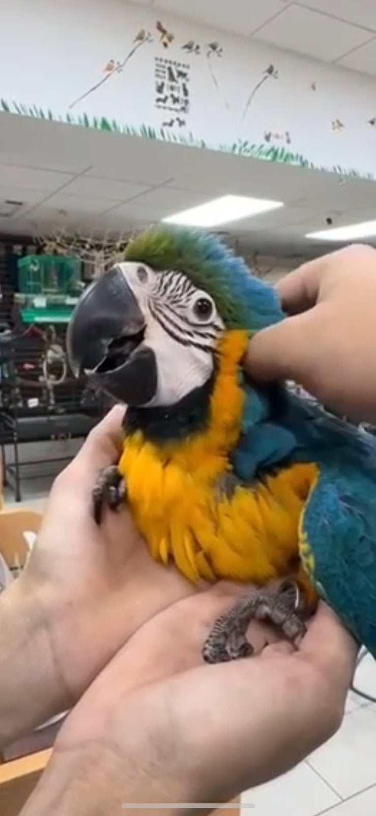 Cherche bebe ara, Animaux & Accessoires, Mâle, Perroquet, Bagué