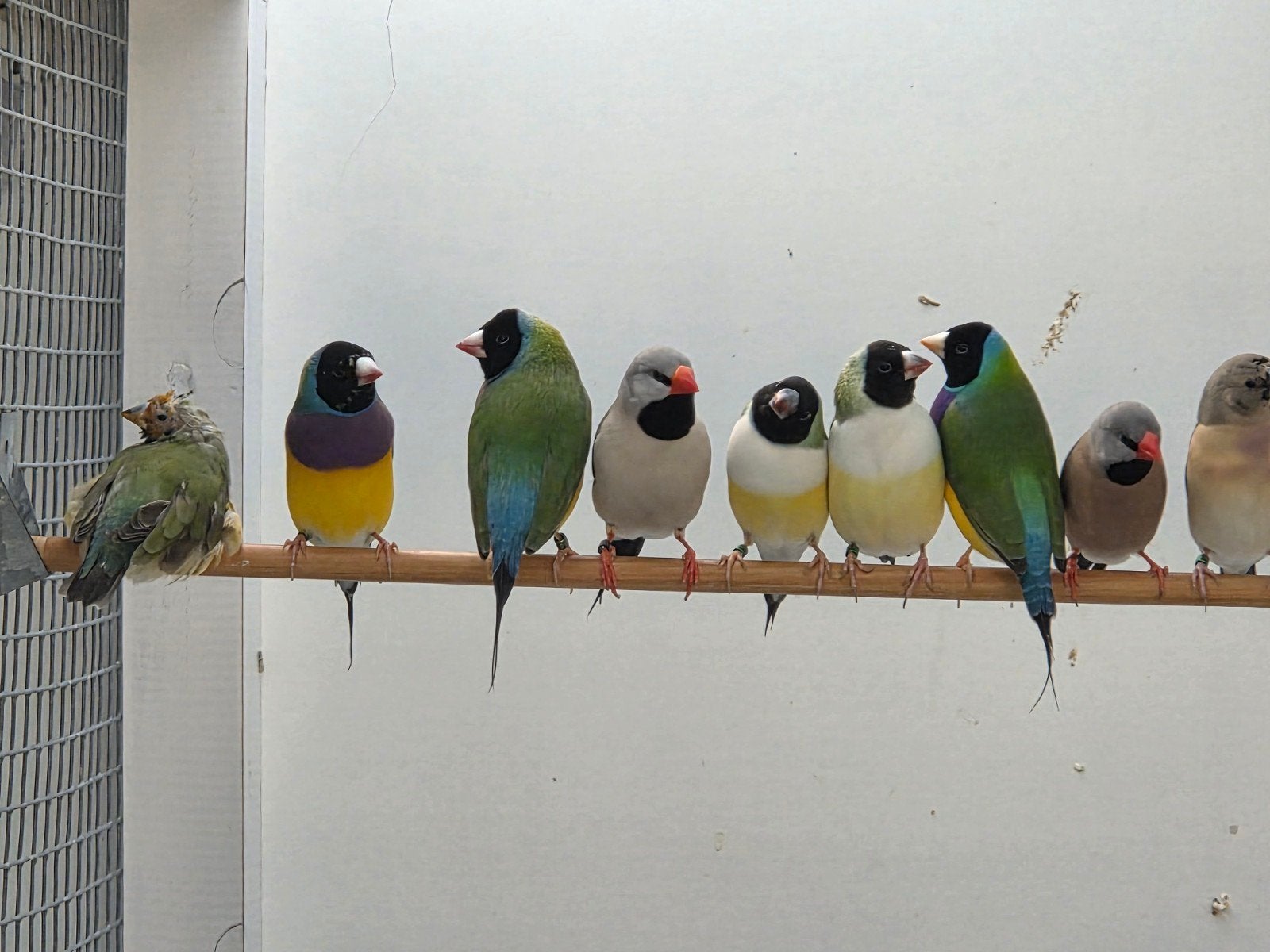 goldamandine blauw, Dieren en Toebehoren