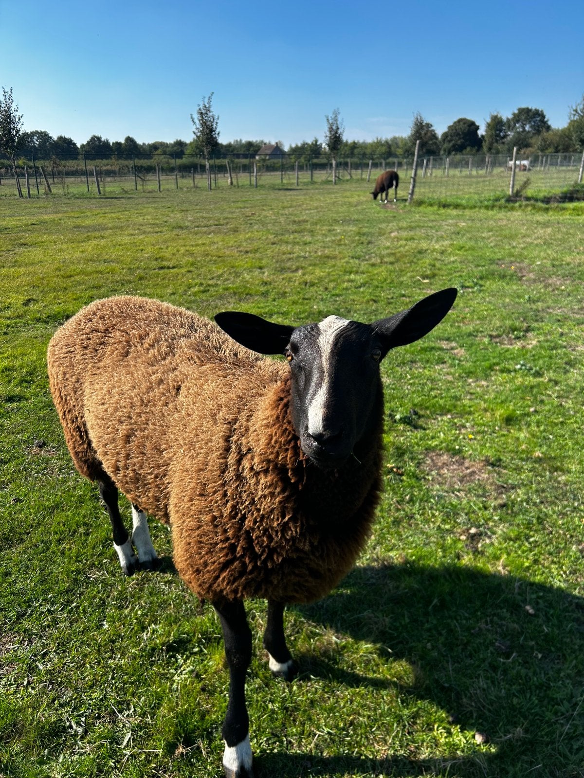 Livre noir, Mâle, Mouton, 0 à 2 ans