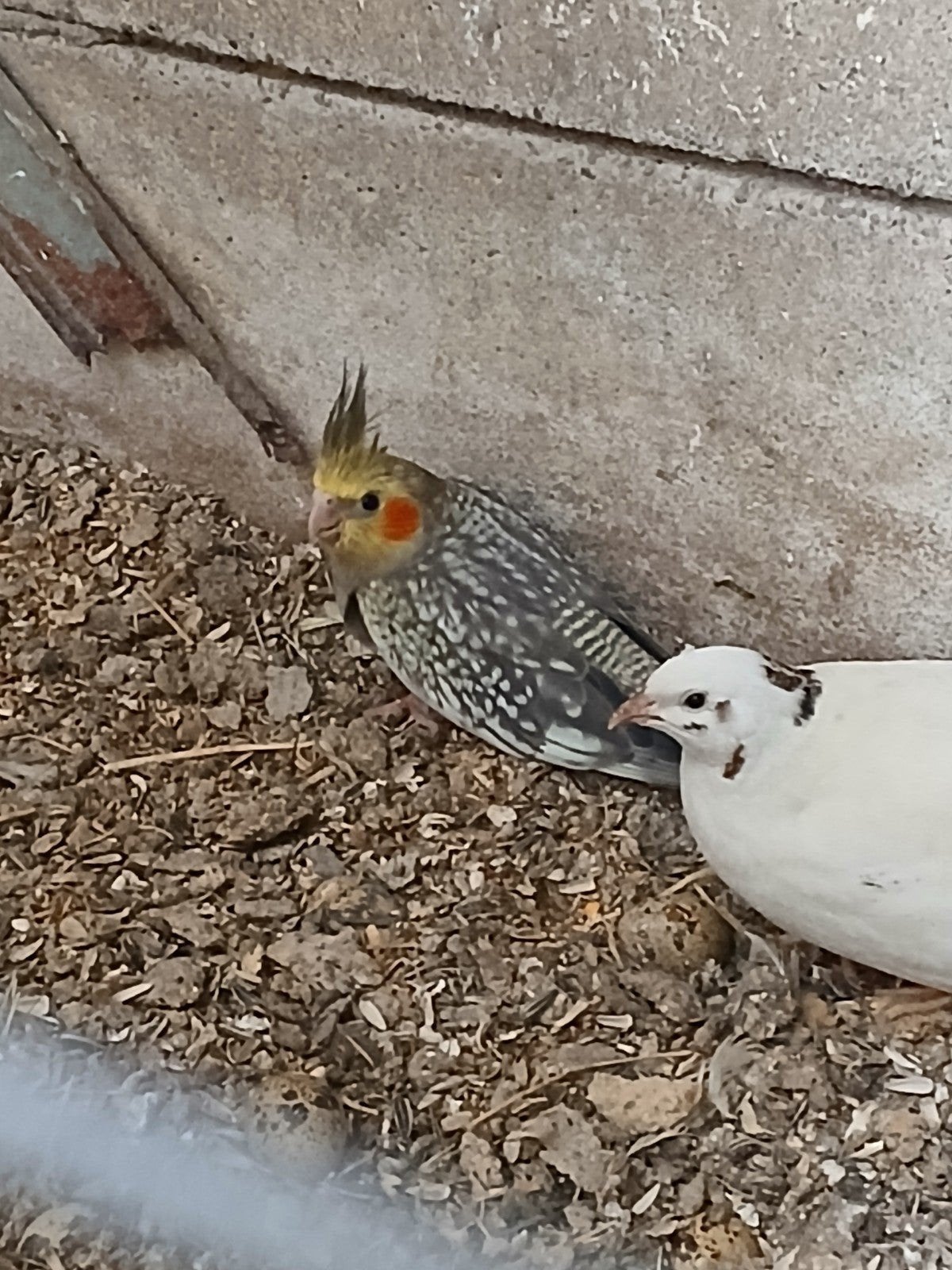 Jonge valkparkieten  25 per stuk, Dieren en Toebehoren, Vogels | Parkieten en Papegaaien