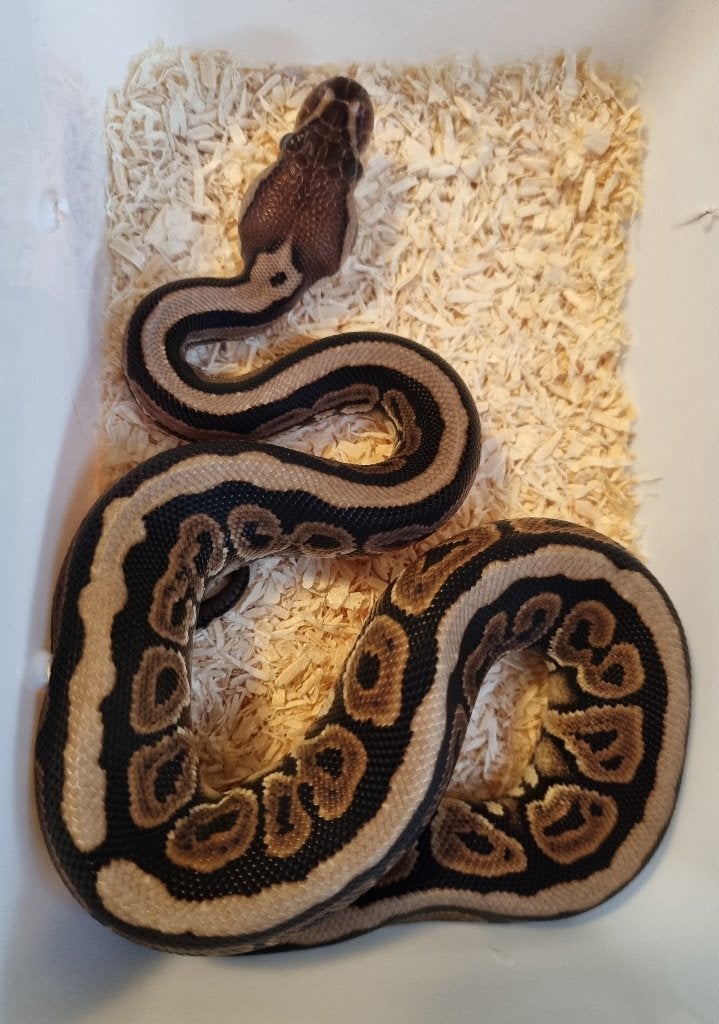 0.1 black pastel spotnose het clown koningspython, Dieren en Toebehoren