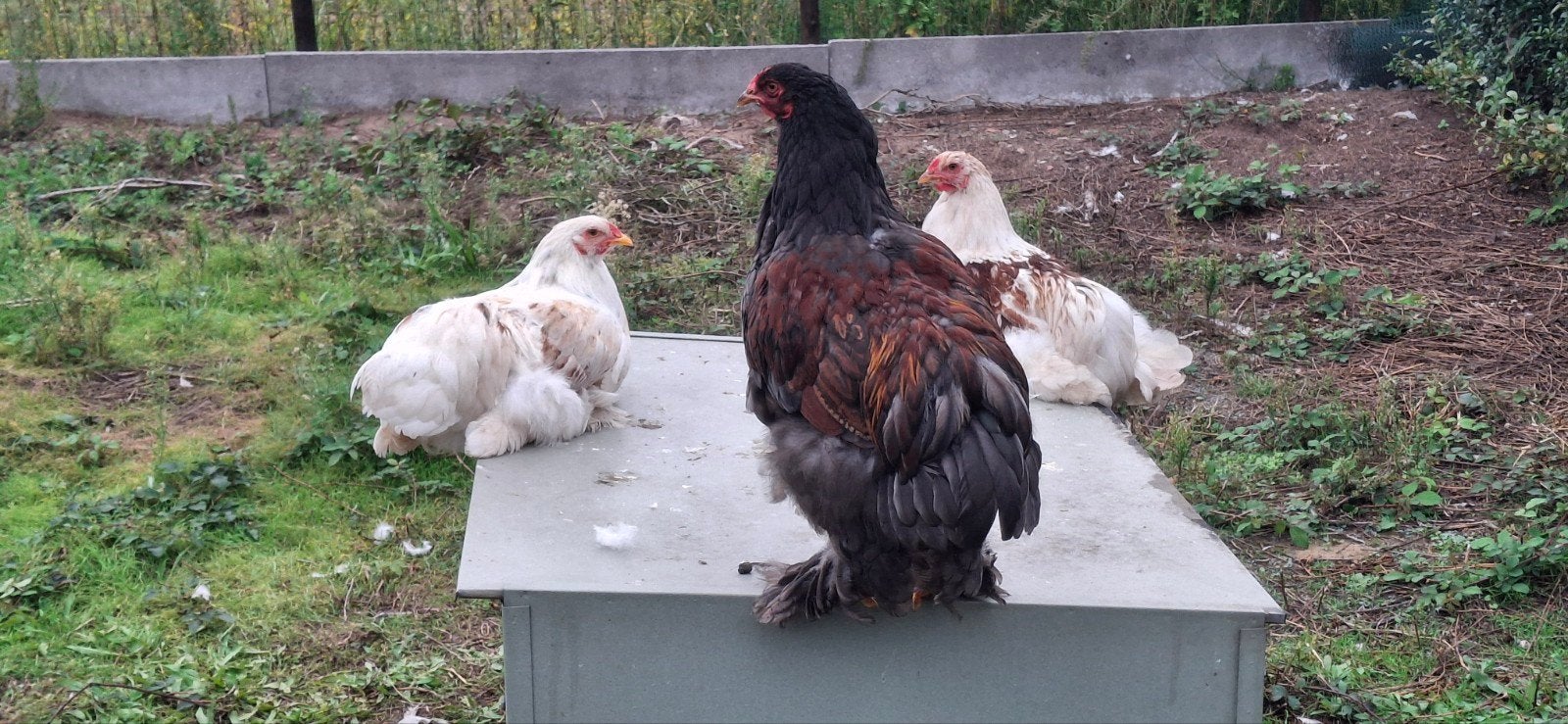 jonge brahma hanen, Dieren en Toebehoren, Mannelijk, Kip