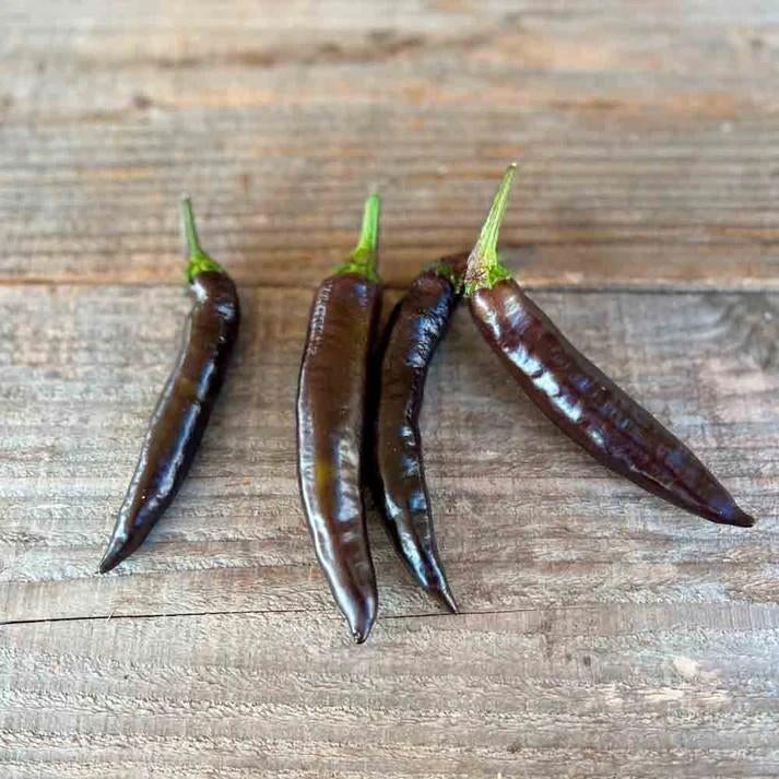 paprikaplanten Murasaki Purple paprika, Tuin en Terras, Ophalen