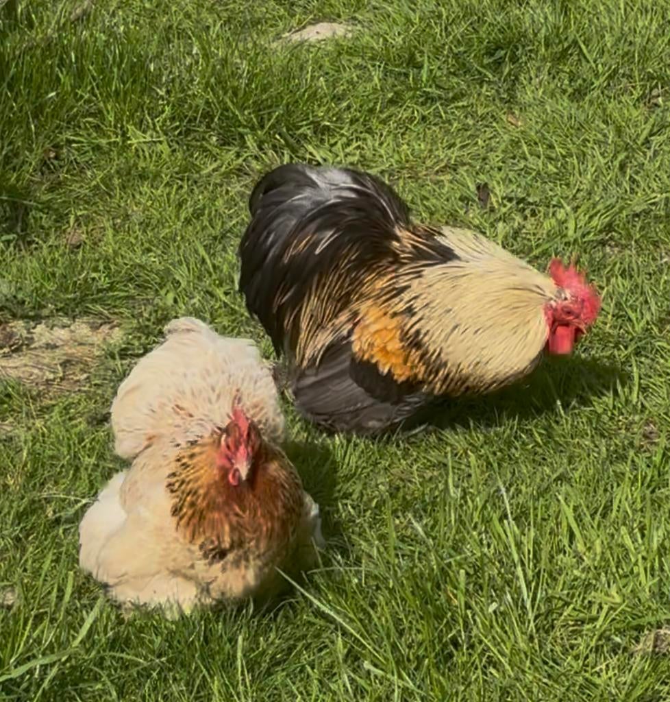 2 kriel cochin hennetjes en 1 haan te koop, Meerdere dieren, Kip