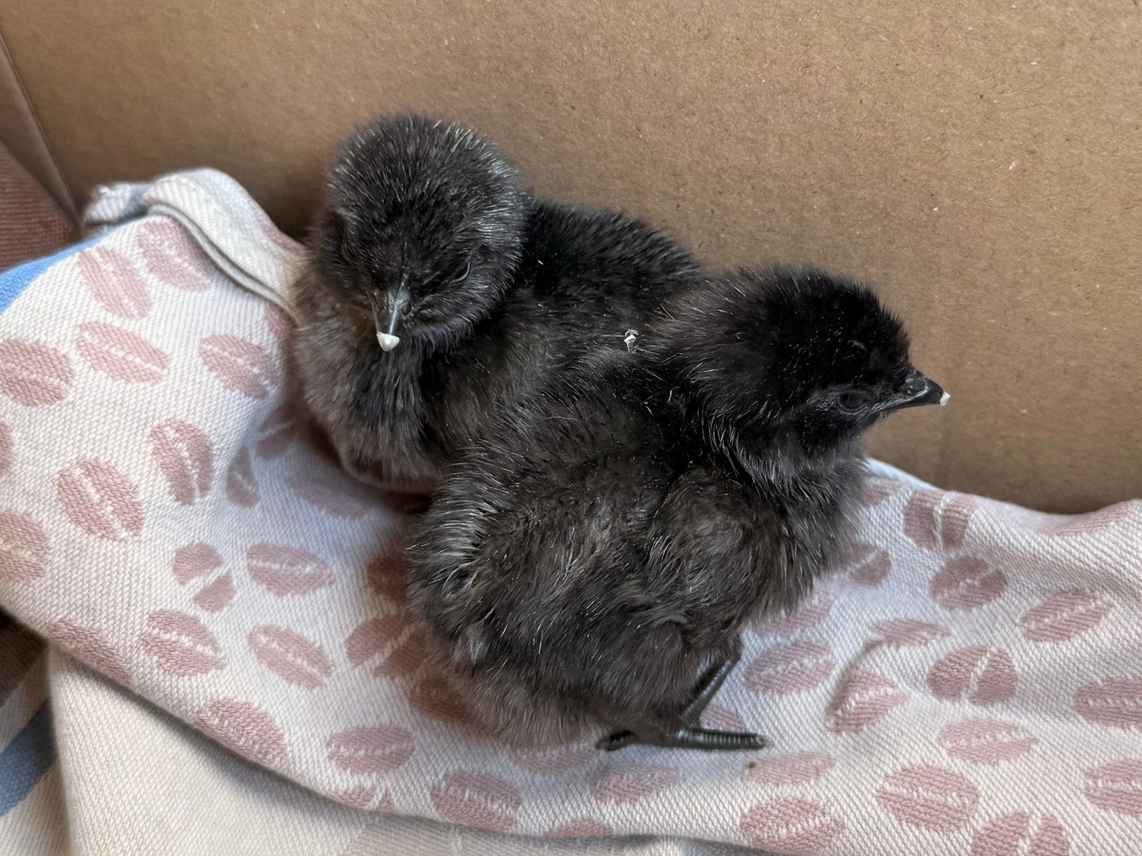 Amay cemani kuikentjes, Dieren en Toebehoren, Pluimvee, Meerdere dieren, Kip