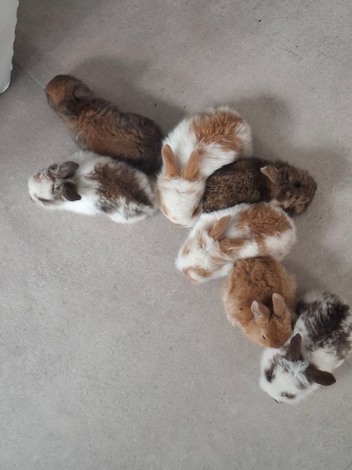 lapin, Dieren en Toebehoren, Knaagdieren, Juli