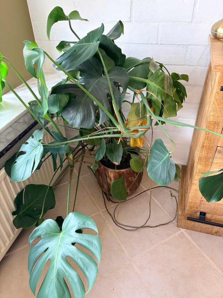 Monstera, Ophalen