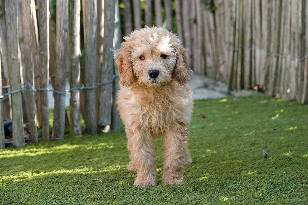 Prachtige mini Labradoodle pups, met stamboom, Parvo, België, Overige rassen, 8 tot 15 weken