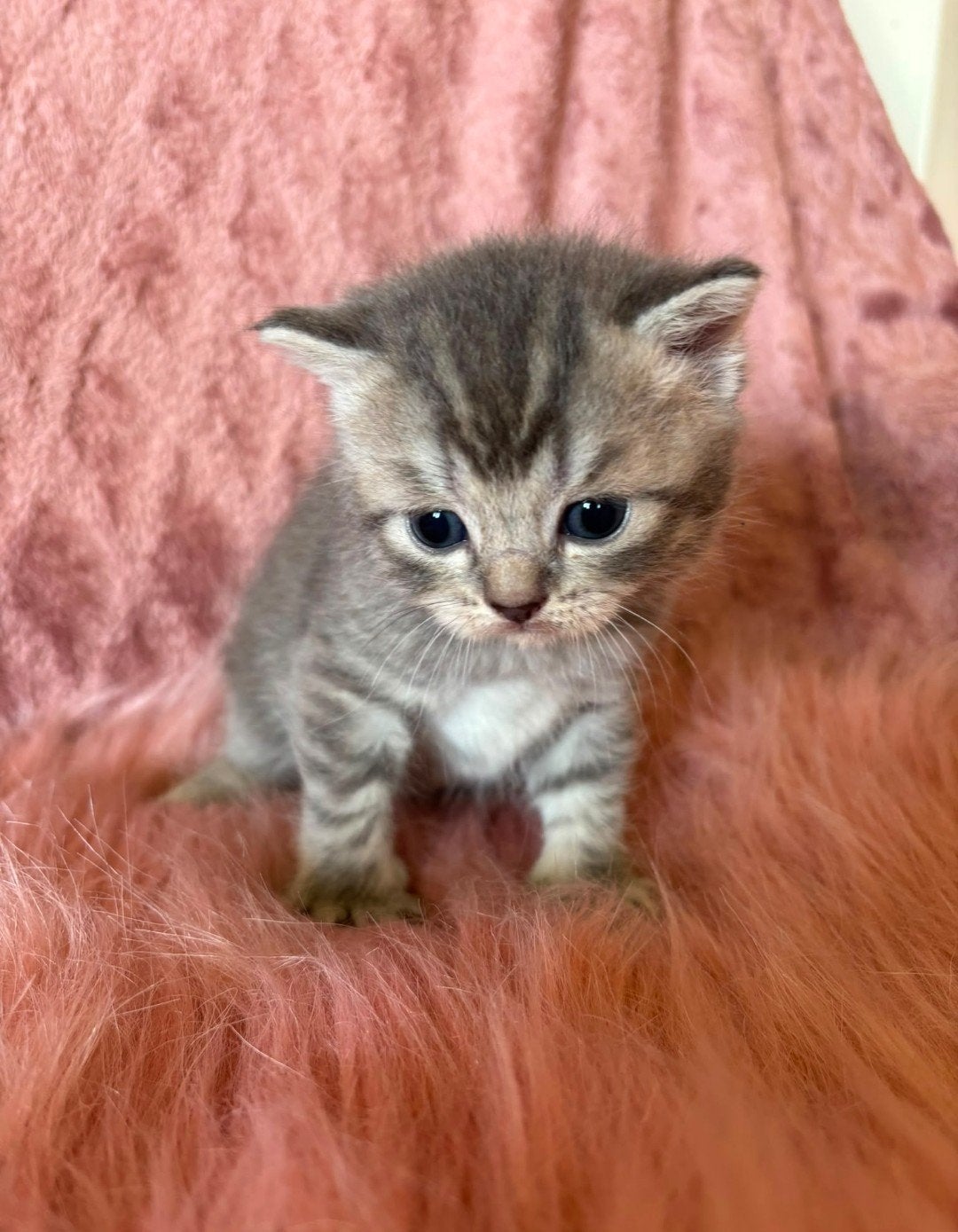 Britse korthaar kittens, Plusieurs animaux, Vermifugé
