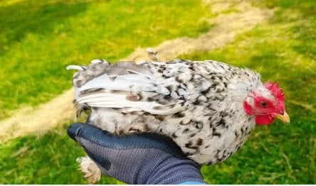 Cochin kriel hen van 2025, Dieren en Toebehoren, Pluimvee