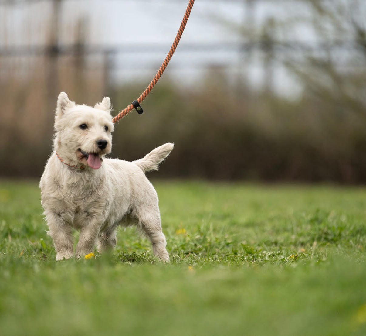 Terrier blanc des West Highlands (Westie), 3 à 5 ans, Autres races, Éleveur | Professionnel, Plusieurs