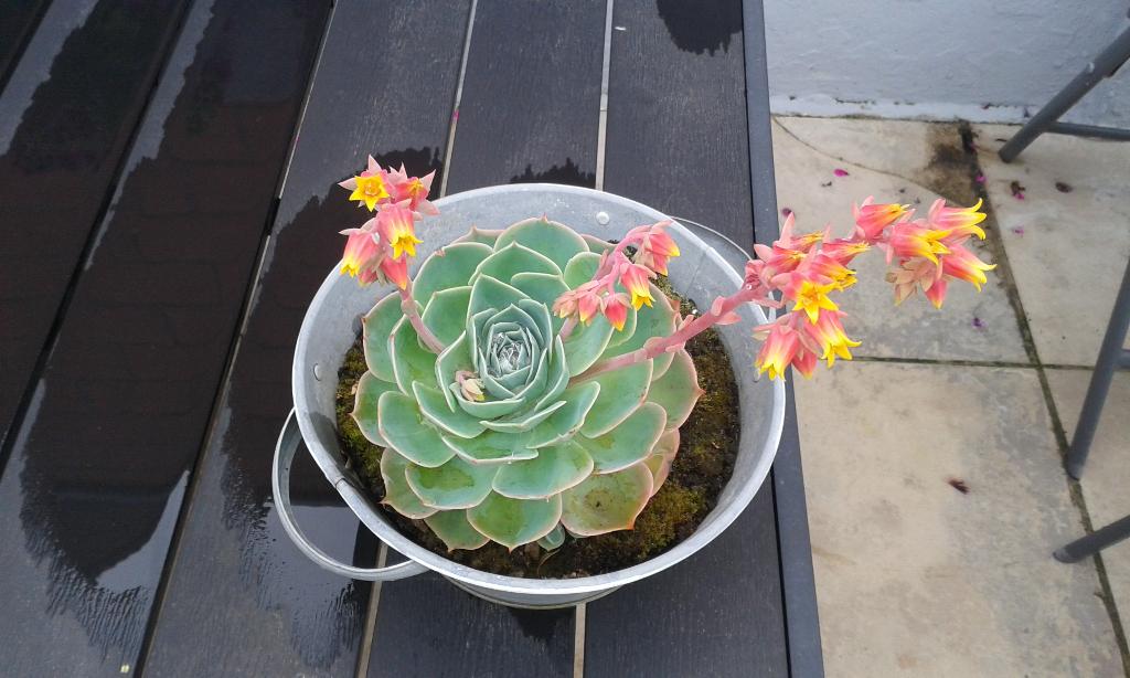 plantes succulentes crassula, Jardin & Terrasse, Enlèvement, Été, Plante fixe, Plein soleil