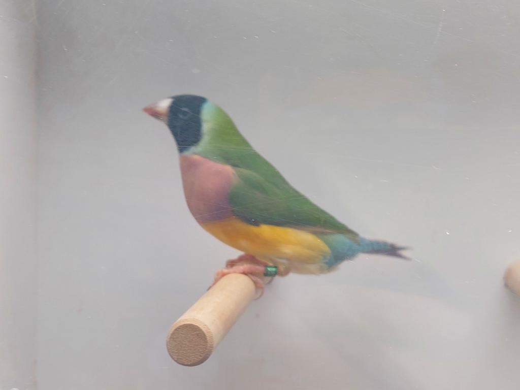 Gouldamadines Natuurbroed