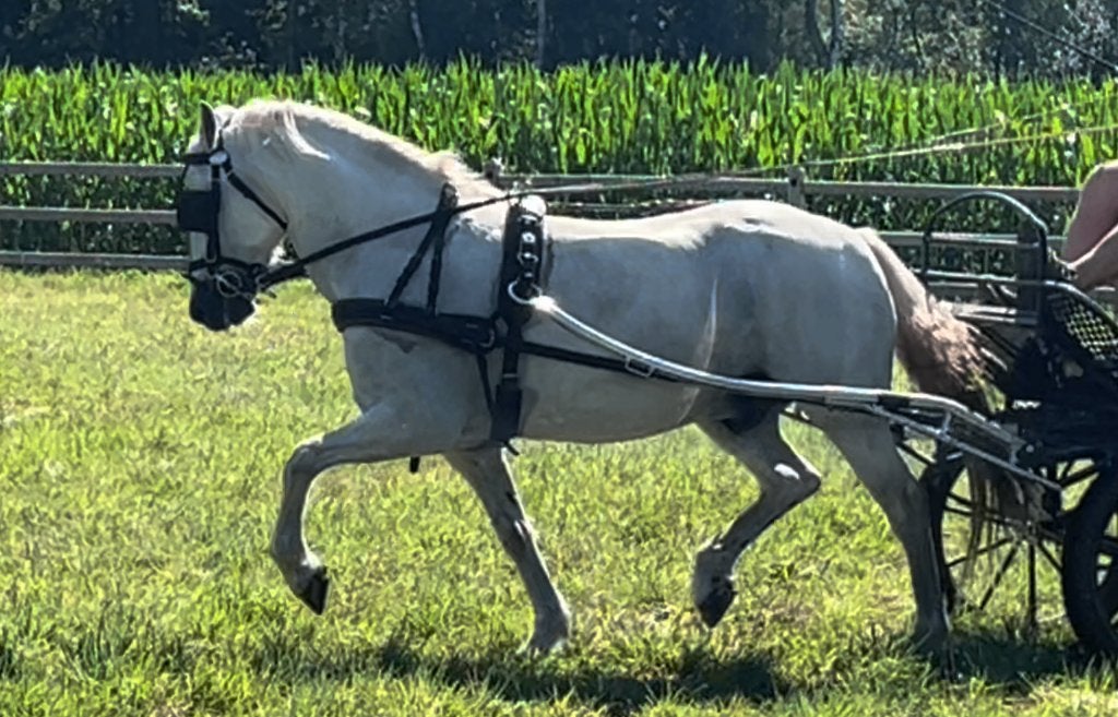 Welsh D-pony schimmel ruin, Animaux & Accessoires, Poneys, Hongre, L, Poney D (1.37 m à 1.48m), Poney d'attelage, 11 ans ou plus