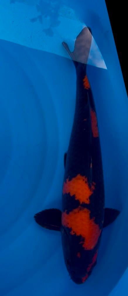 Hi-Utsuri van Shinoda, Karper of Koi