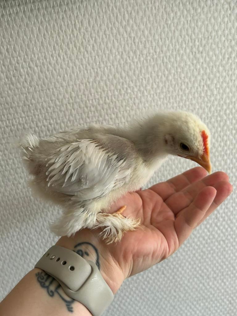 Cochin kriel haantjes, Dieren en Toebehoren, Vogels | Parkieten en Papegaaien